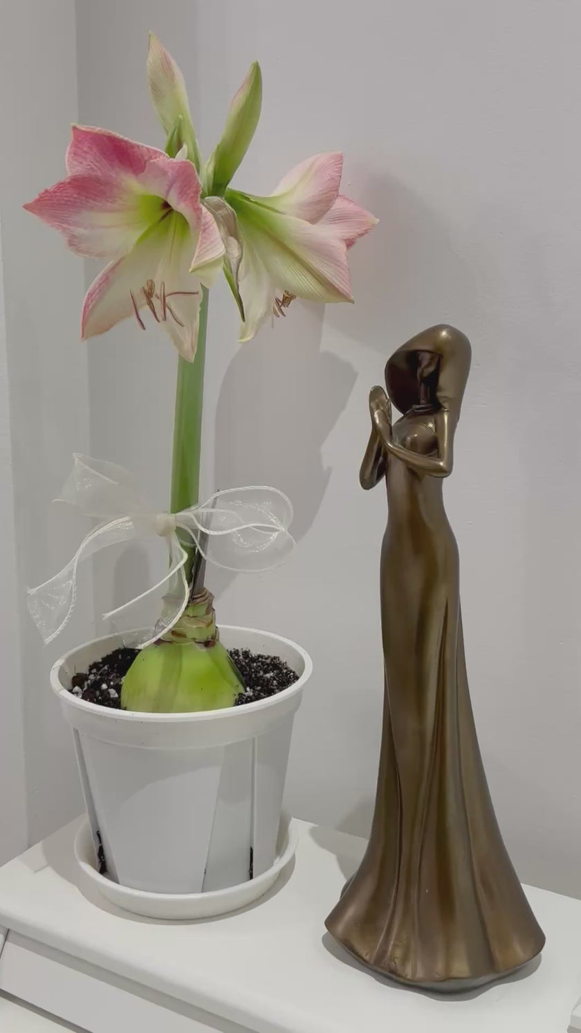Planted Amaryllis Limited Edition