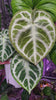 *Grower’s Choice* Anthurium Dorayaki Silver XXL *Pick up and Local delivery only*