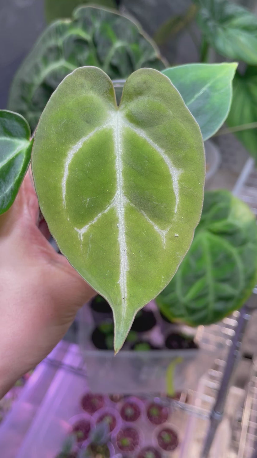 Anthurium Hybrid Beginner Combo (Multiple Available)