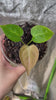 Anthurium Hybrid Seedling Combo (Multiple Available)