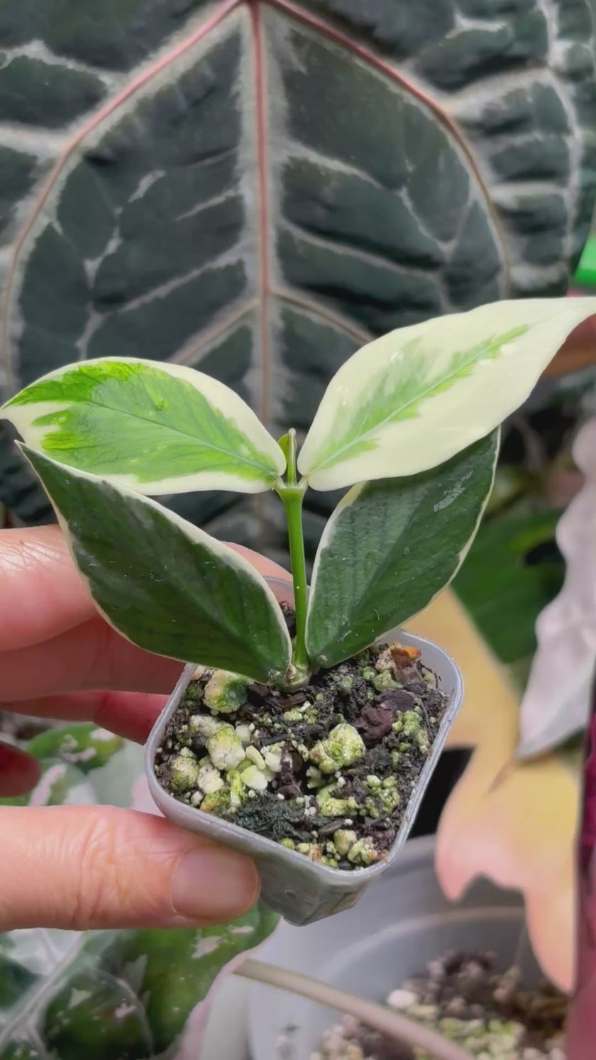 Hoya Combo (Silver Dollar & Polyneura outer variegated)