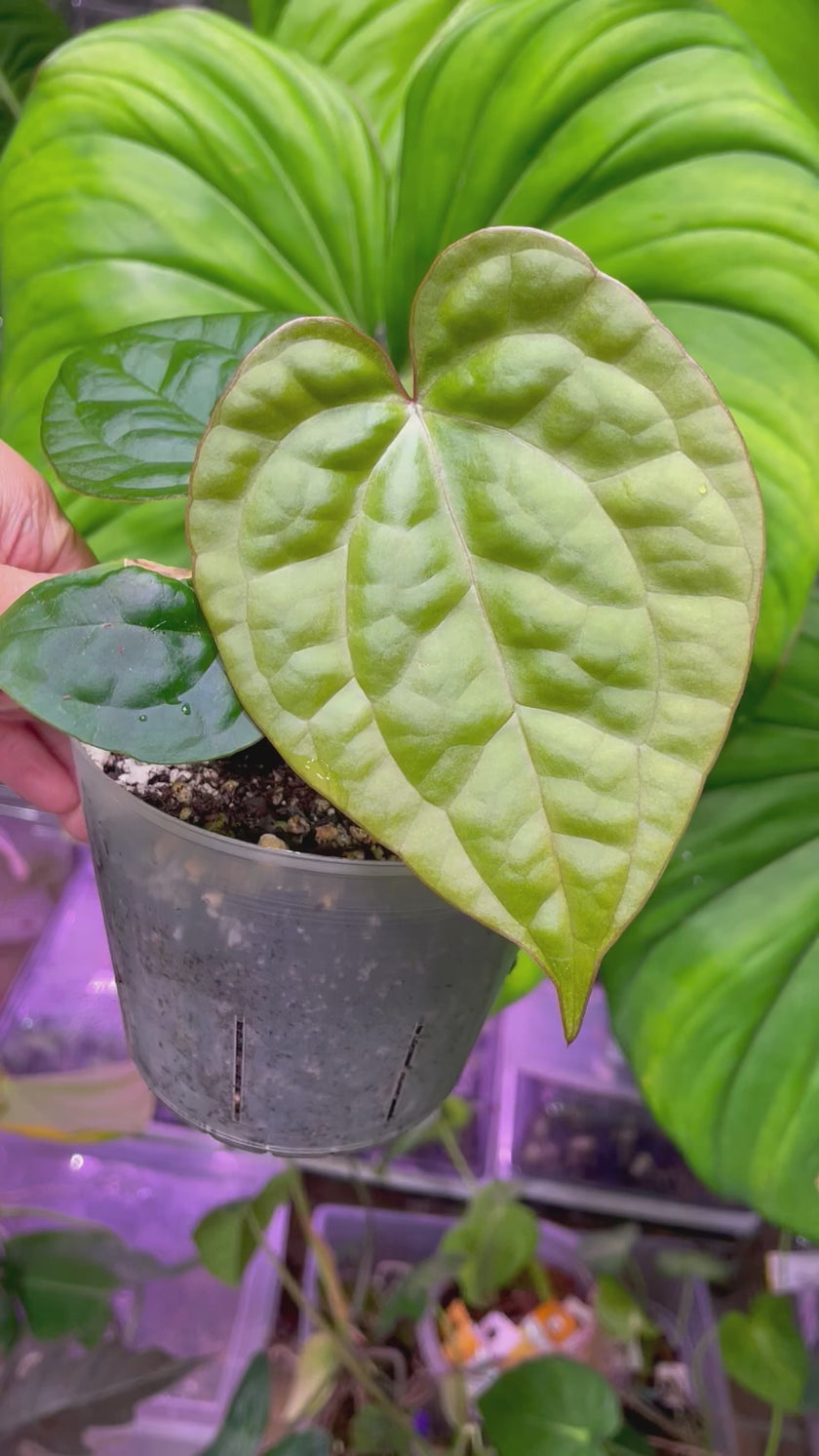 Anthurium Lux x Dark Crystallinum *Multiple Available*