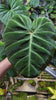 Philodendron Amazon Sunset