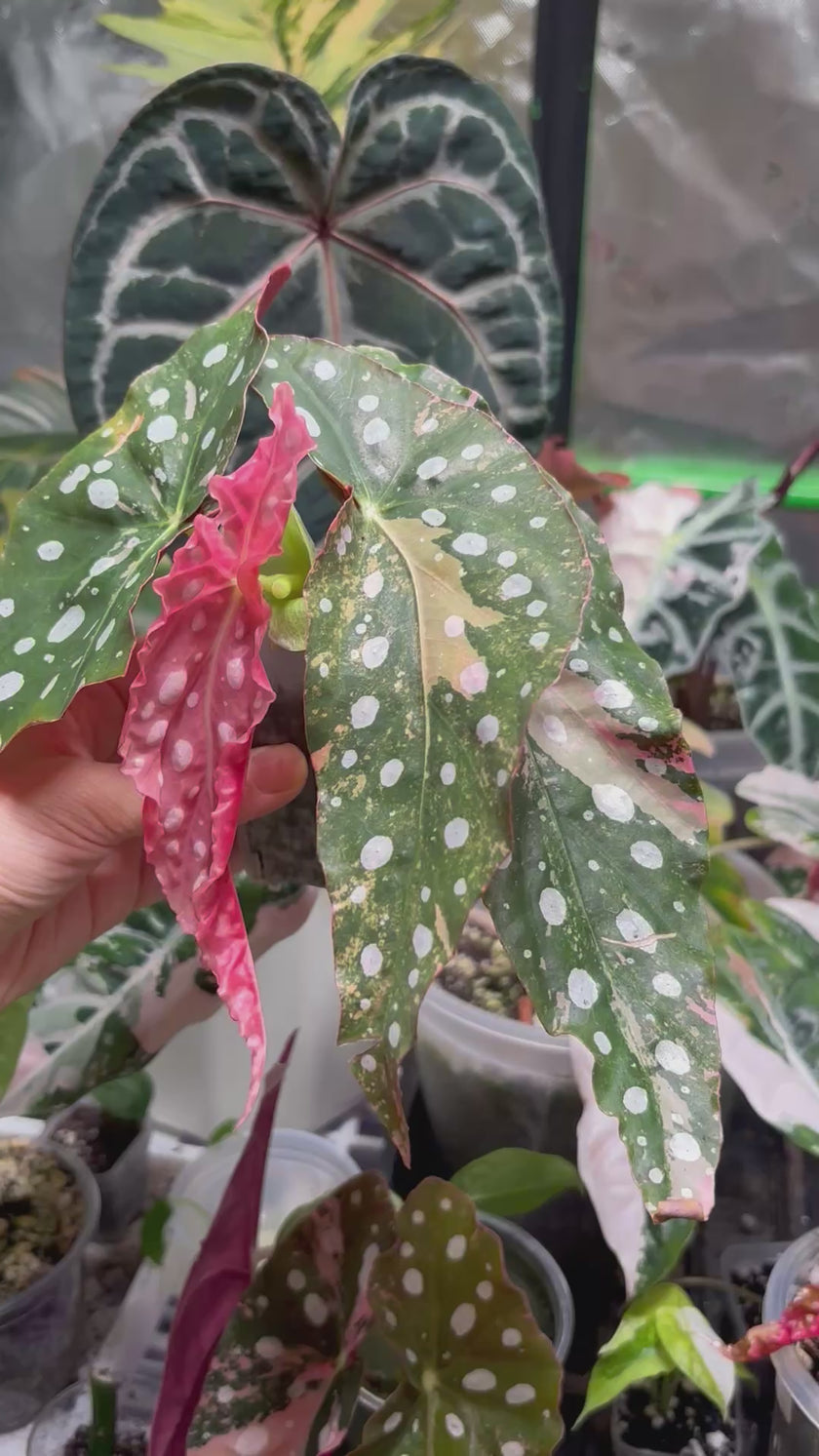 Pink Combo (Begonia Maculata Pink + Alocasia Chantrieri Pink)