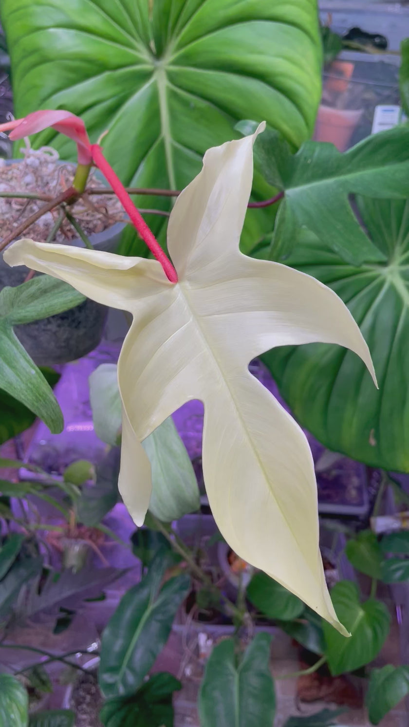 Philodendron Florida Ghost XL