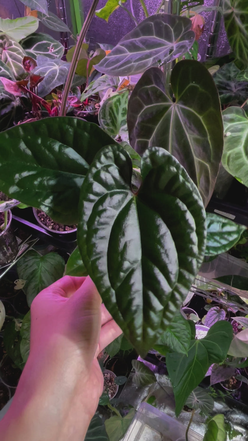 *Grower’s Choice* Anthurium Papi FS x RL x Luxurians