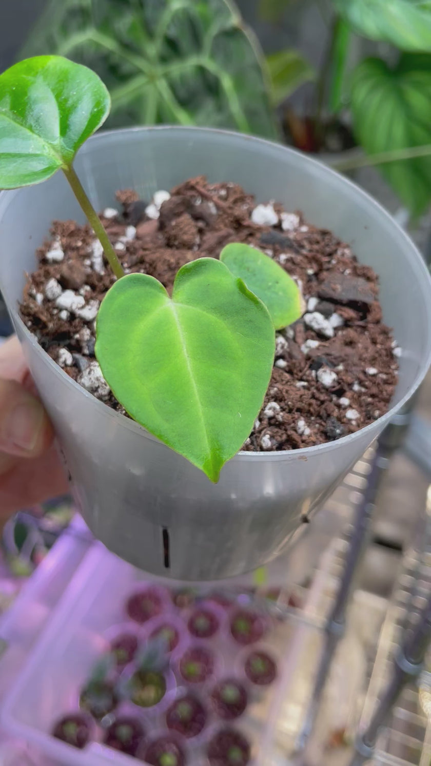 Anthurium Hybrid Beginner Combo (Multiple Available)