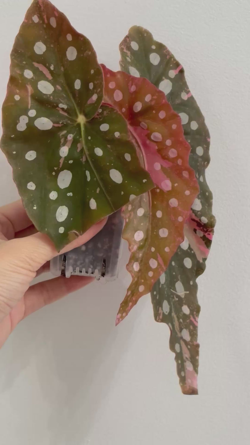 Begonia Maculata Pink Var