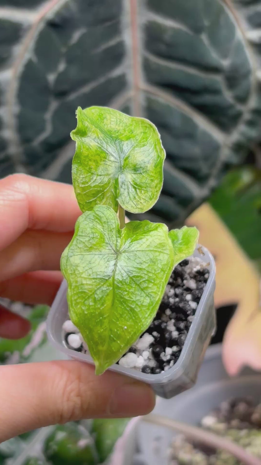 Alocasia Jacklyn Variegated -Aurea