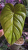 Philodendron SP Colombia XXL *Pick up& Local Delivery Only*