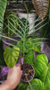 Philodendron Tortum