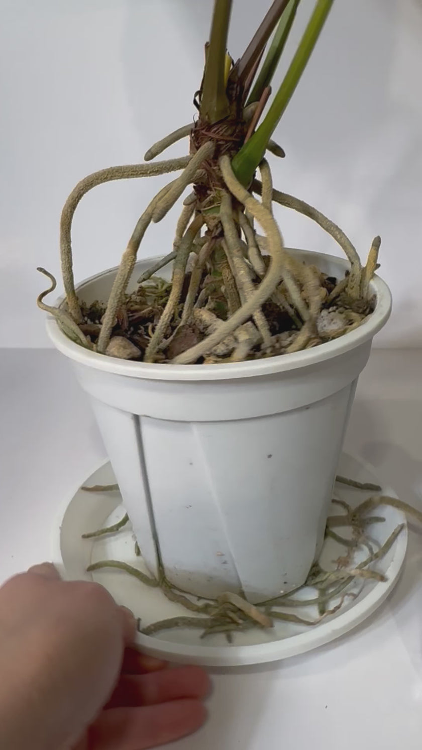 Anthurium Dark mama x Magnificum XXL *Pick up &GTA Local delivery Only*