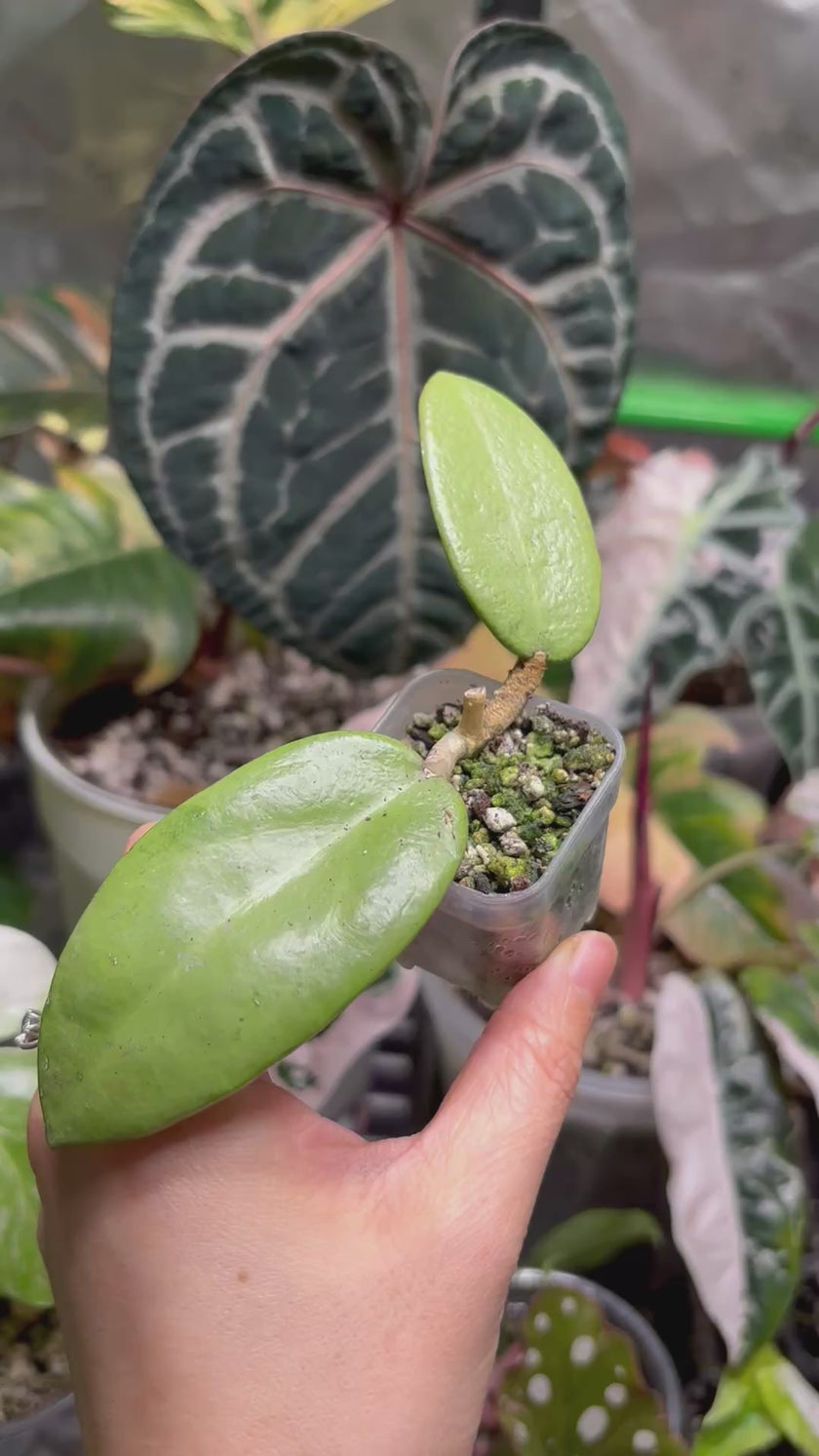 Hoya Combo (Silver Dollar & Polyneura outer variegated)