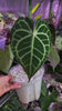 Anthurium Clarinervium *Pick up& Local Delivery Only*