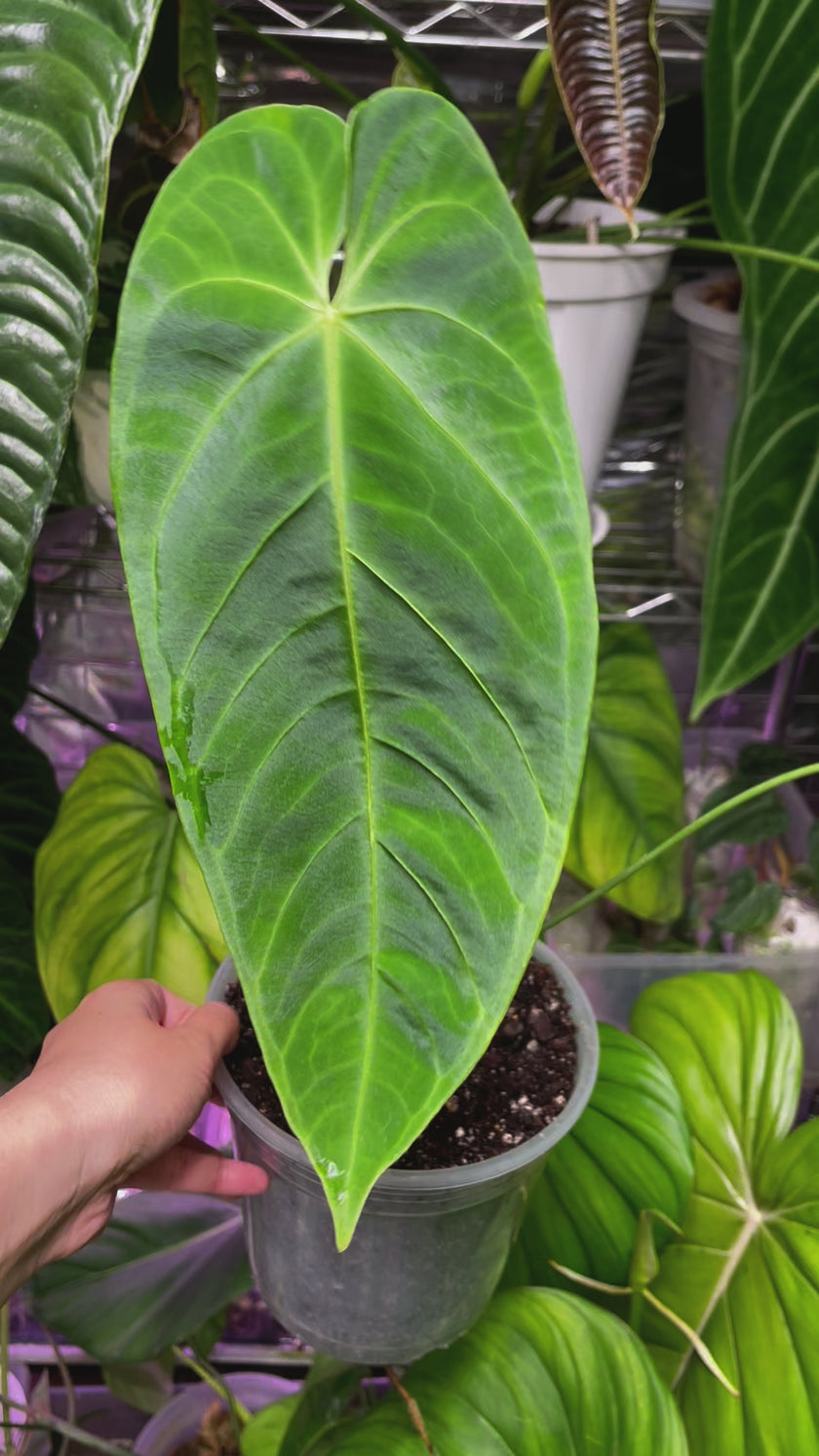 Anthurium Queremalense *Pick up & Delivery Only*