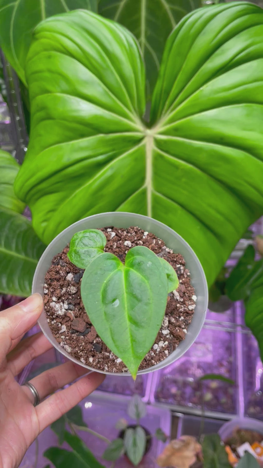 Anthurium Hybrid Beginner combo