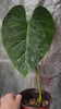 Philodendron Majestic