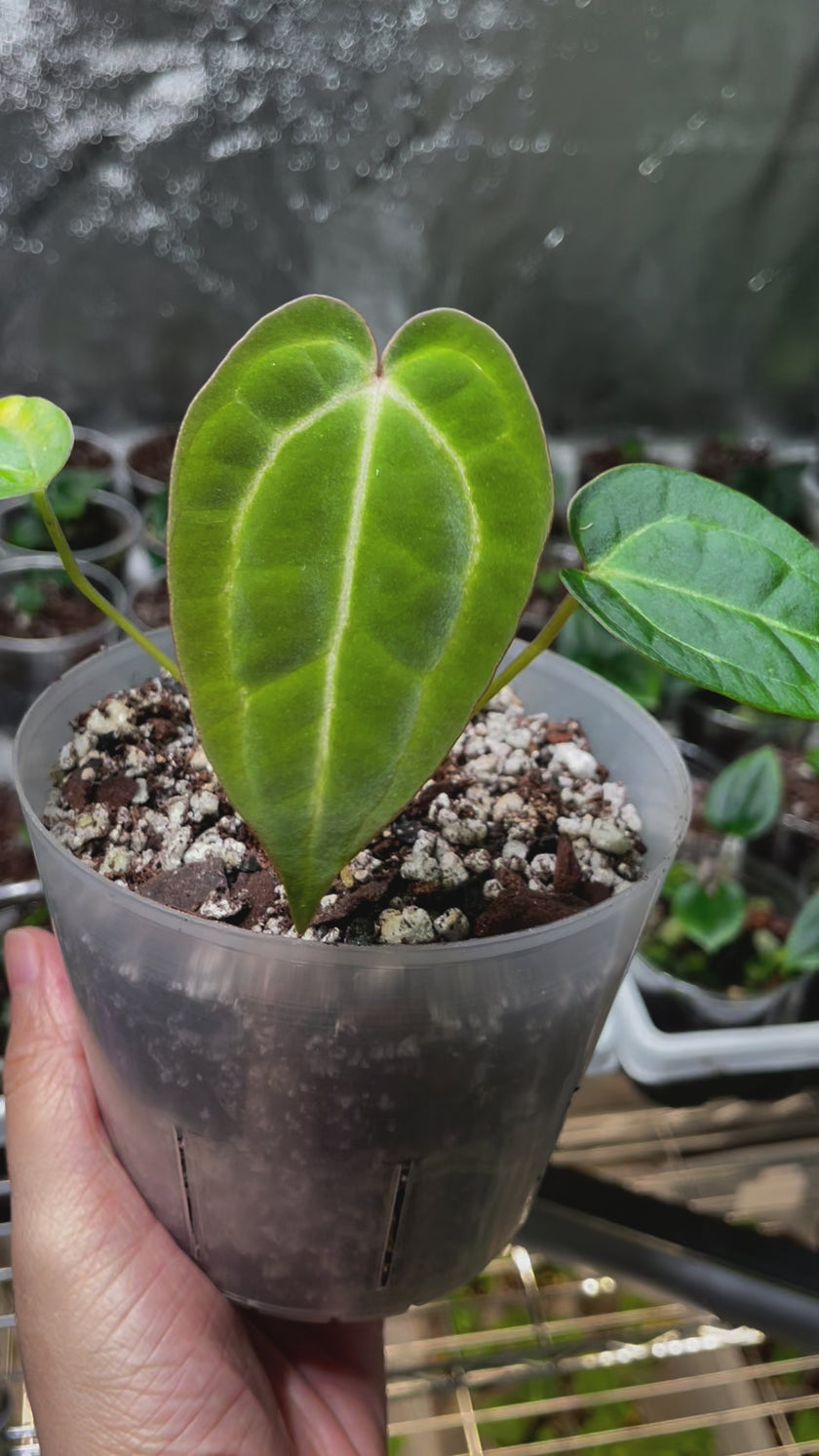 Anthurium Papi Hybrid Combo