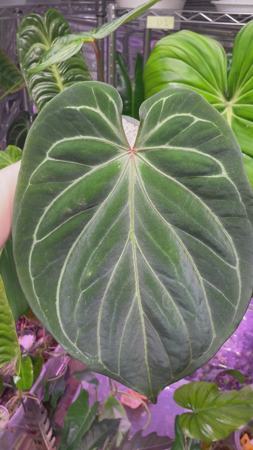 *Grower’s Choice* Anthurium King of Spades KOS