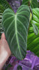 Philodendron Glorious Combo