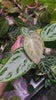 *AAA.Grower’s Choice* Anthurium Silver Blush