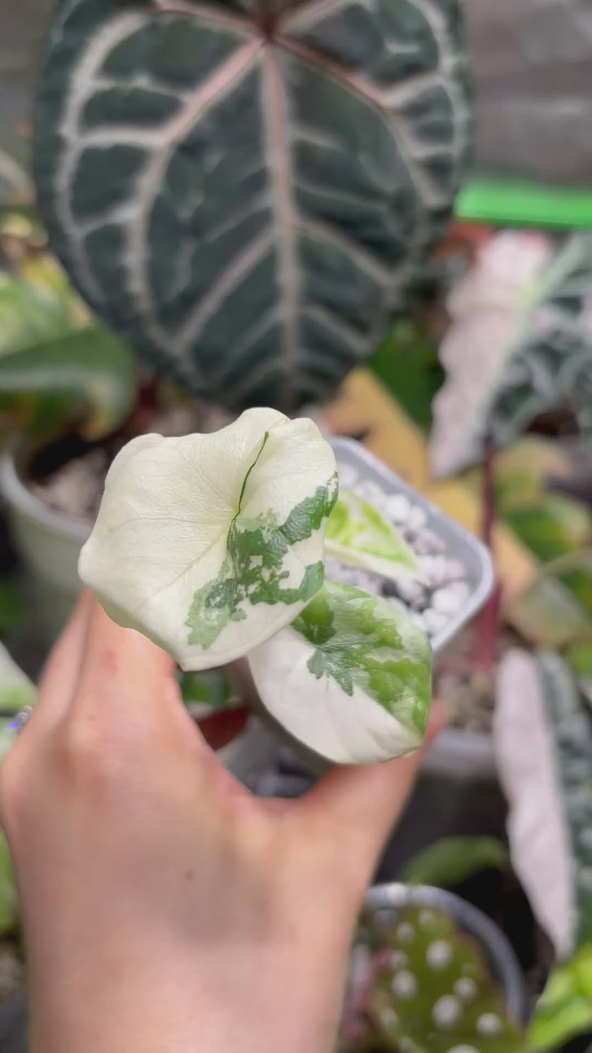 Alocasia Melo Albo -Premium Variegation