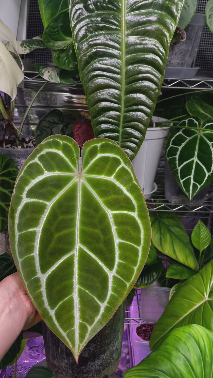 Anthurium Crystallinum -Dark Form *Pick Up& Local Delivery Only*