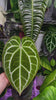 Anthurium Crystallinum -Dark Form *Pick Up& Local Delivery Only*