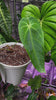 Anthurium Queremalense XL *Pick up and local delivery only*