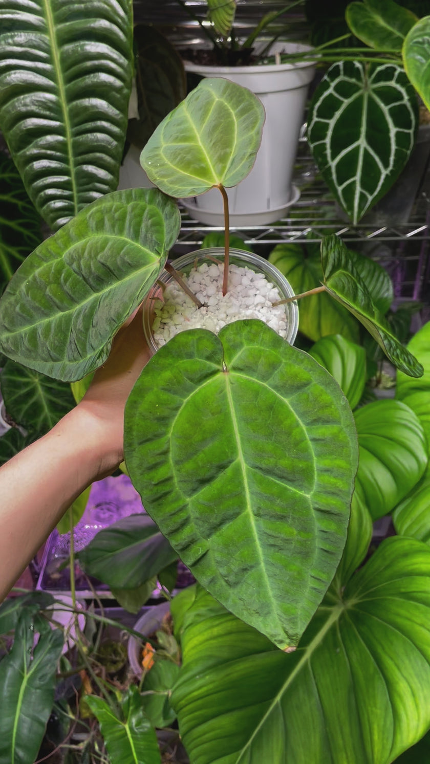 Anthurium Ace of Spades (Tezula dark form) x Warocqueanum