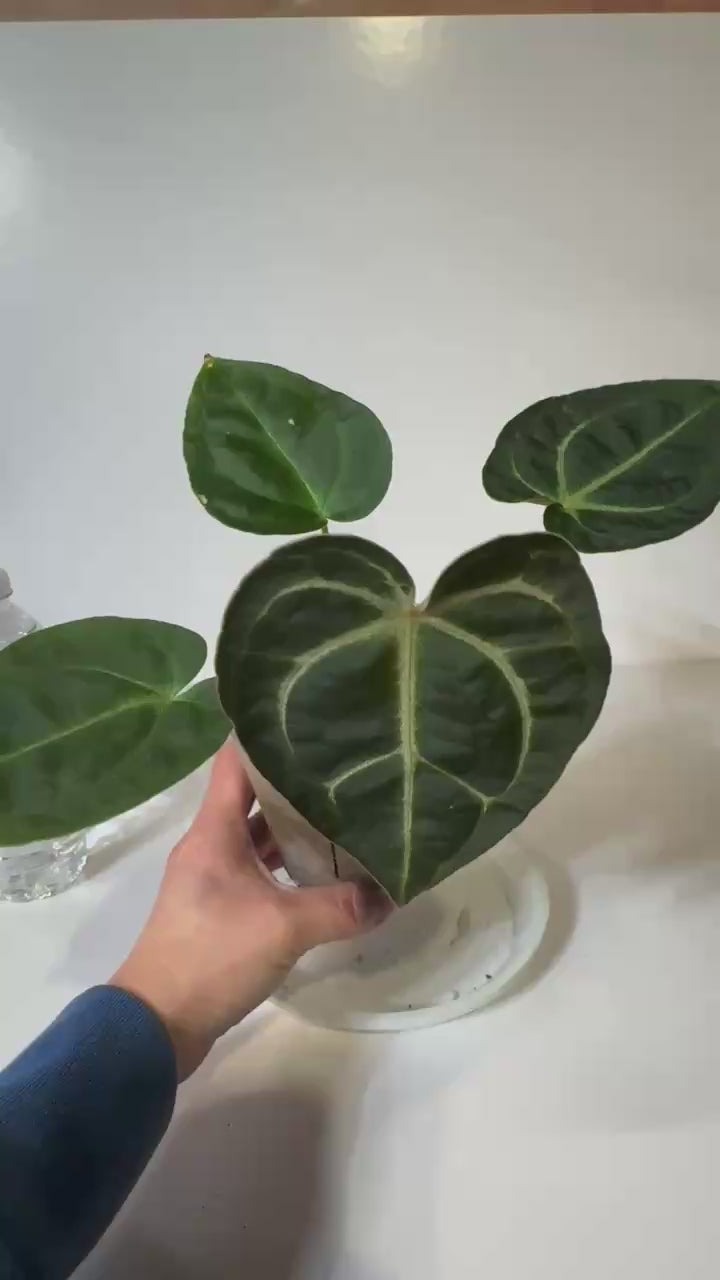 Anthurium Besseae x Dark Forgetii