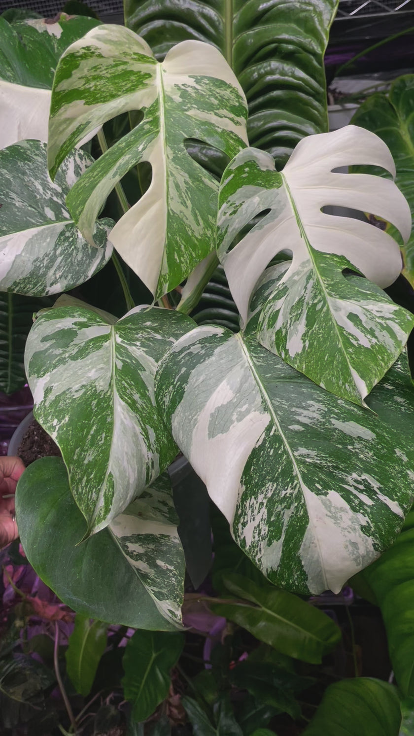 Monstera Albo *Pick up &Local Delivery Only*