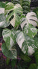 Monstera Albo *Pick up &Local Delivery Only*