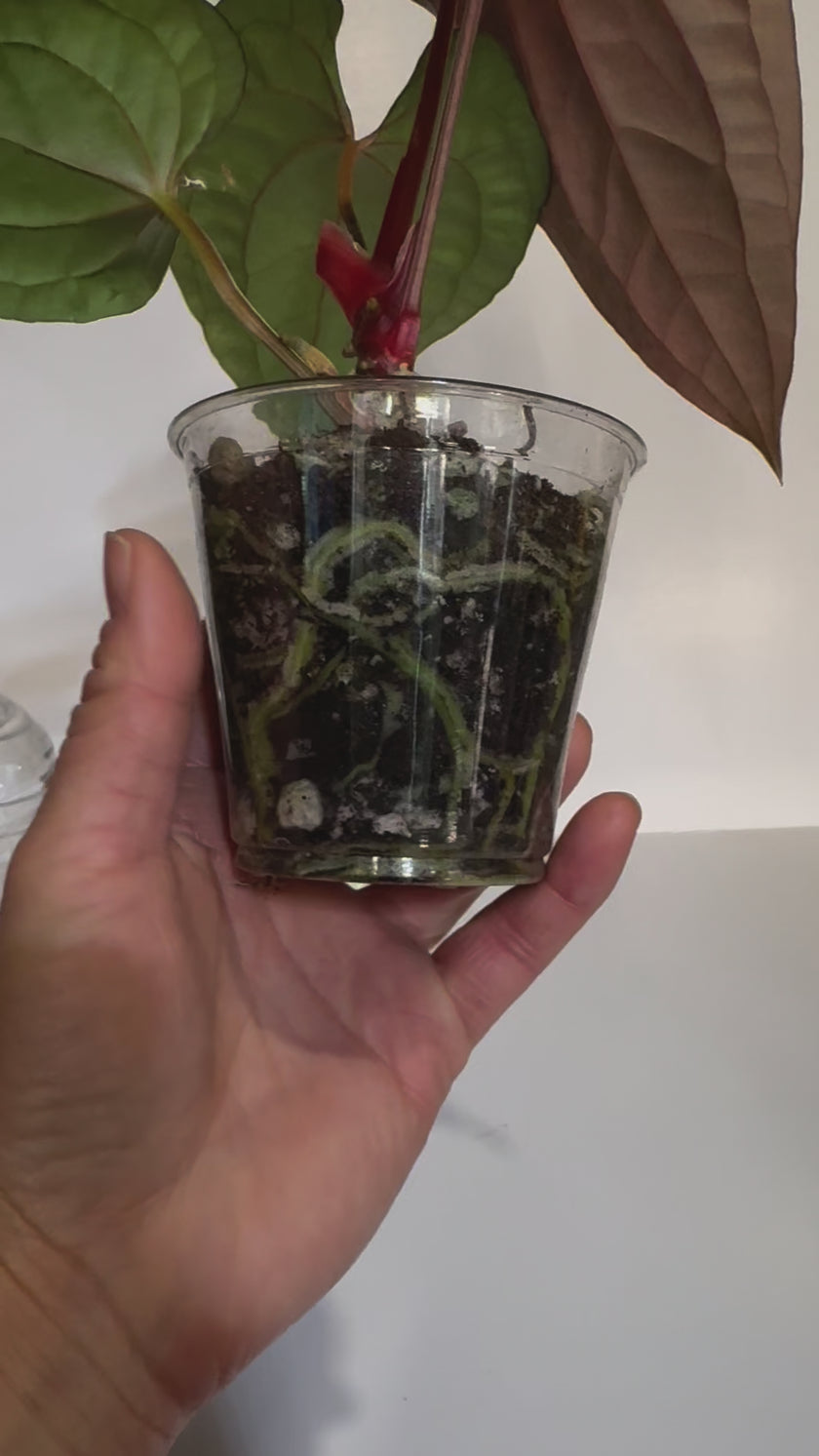 Anthurium Papi FS x RL x Luxurians