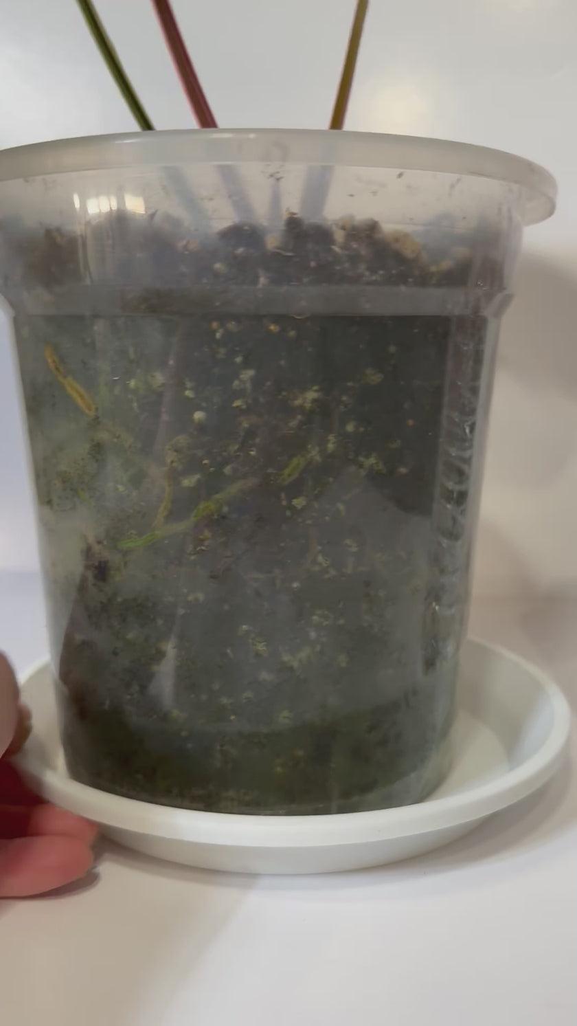 XXL Anthurium Magnificum Dark Form*Pick up & GTA Delivery Only*