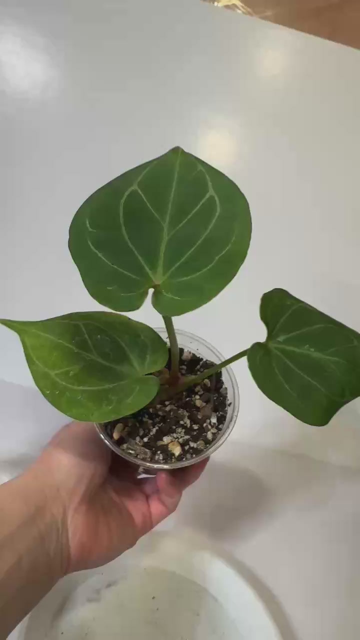 Anthurium King of Spades (KOS)