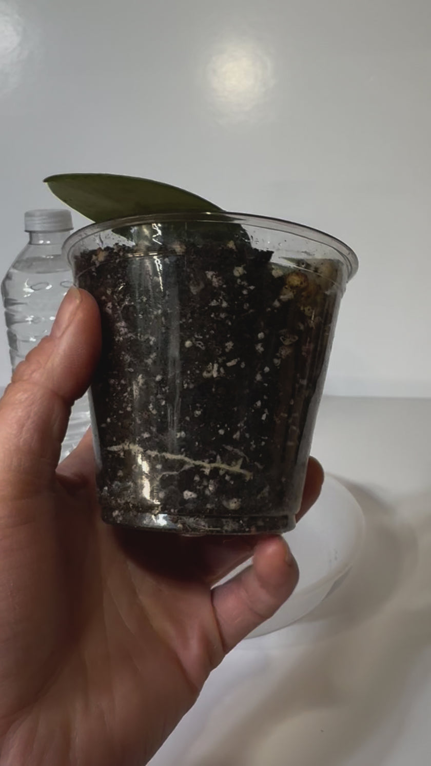 Hoya Silver Dollar -03a1