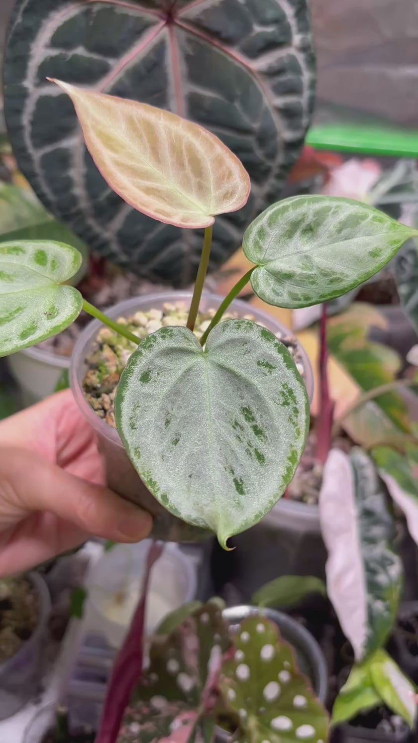 Anthurium Combo (Silver Blush & Papi fsrl x Dark Forgetii)