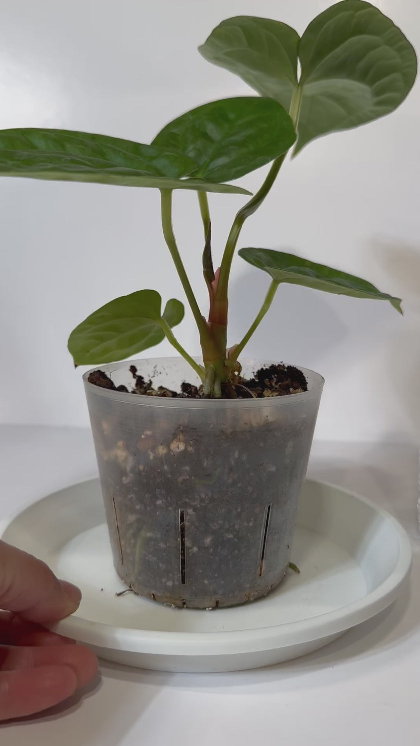 Anthurium Lux x Dark Crystallinum