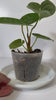 Anthurium Lux x Dark Crystallinum
