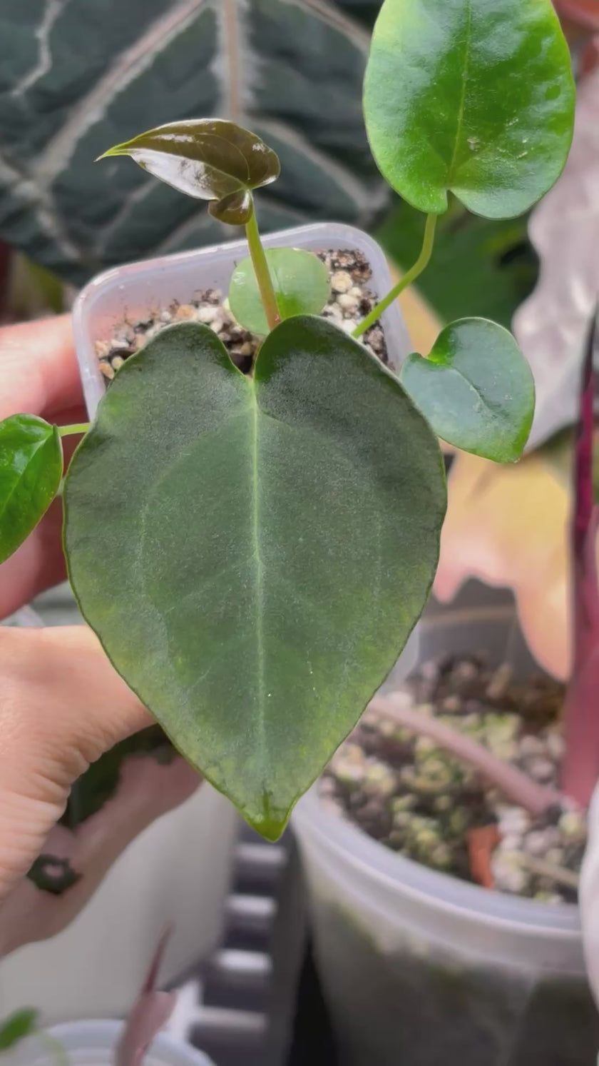 Anthurium Combo (Silver Blush & Papi fsrl x Dark Forgetii)