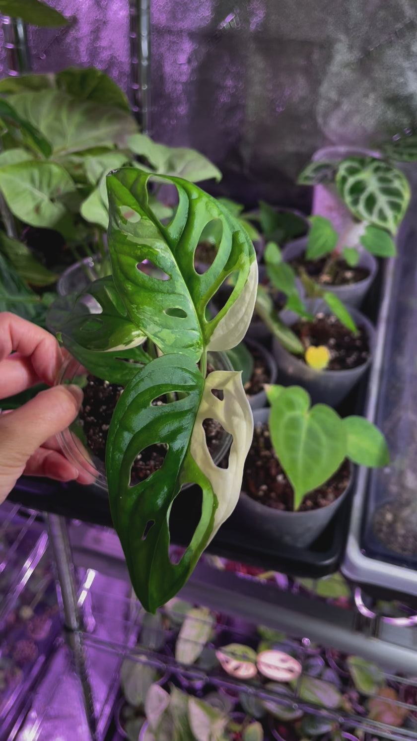 Monstera Adansonii Japanese Tricolor