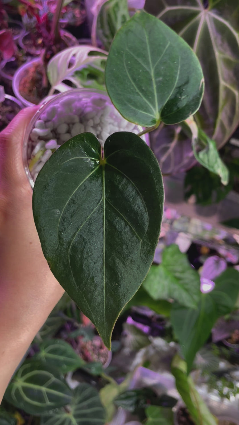 Anthurium King of Spades KOS