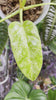 Philodendron Giganteum Blizzard