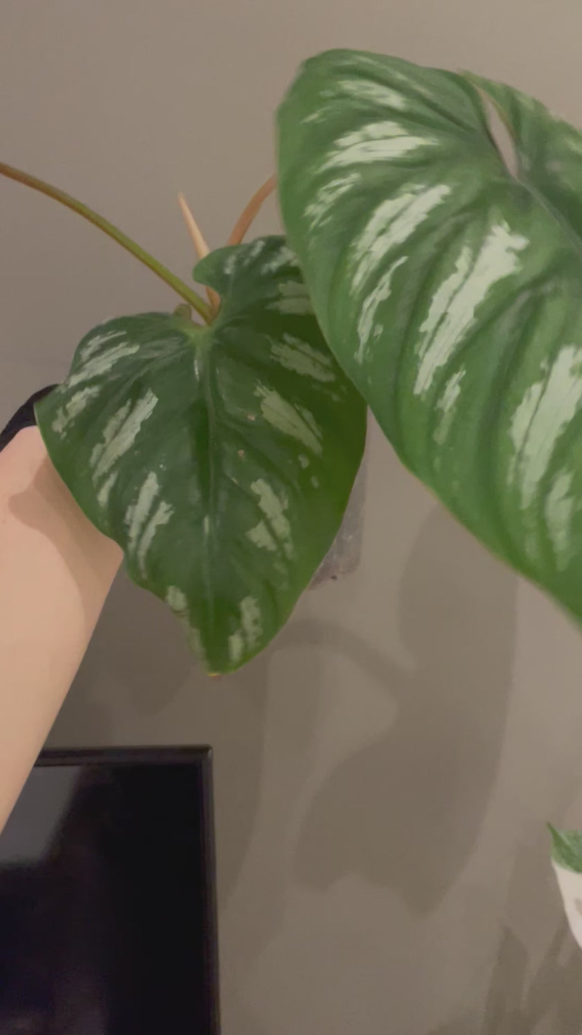 Philodendron Plowmanii