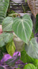 Philodendron Gloriosum