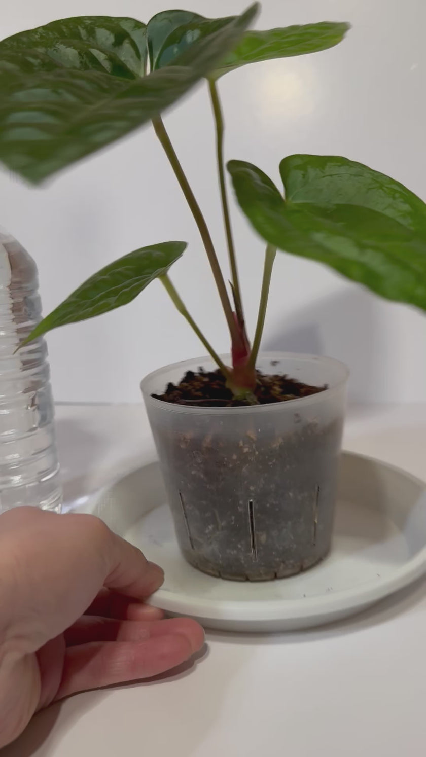 Anthurium Lux x Dark Crystallinum