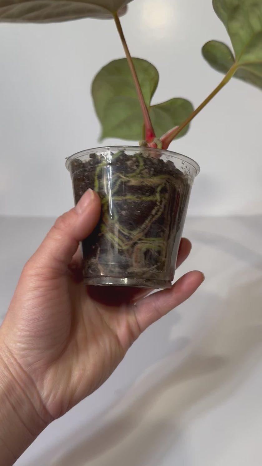 Anthurium Papi FS x RL x Luxurians