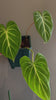 Philodendron Gloriosum