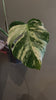 Monstera Albo